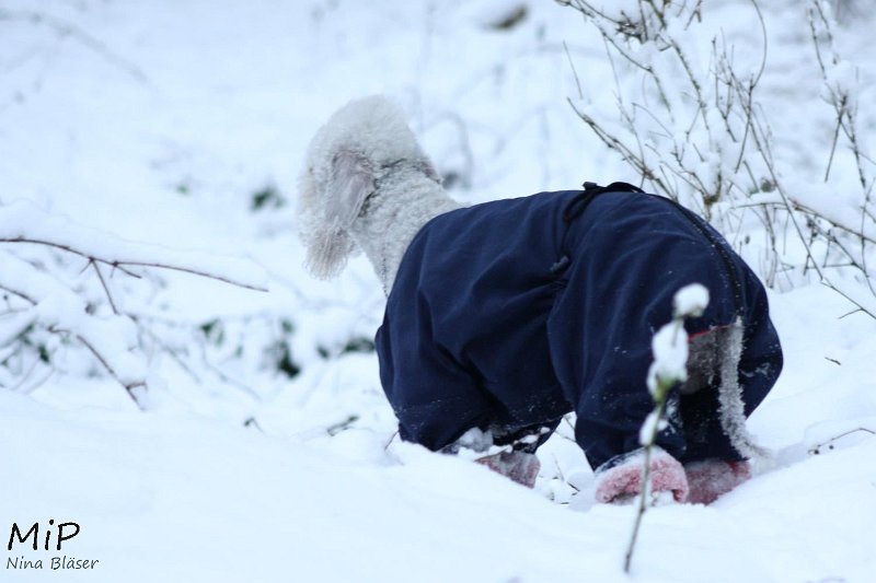 2010-12-19 Airis Blue Volshebny Svet (5).jpg